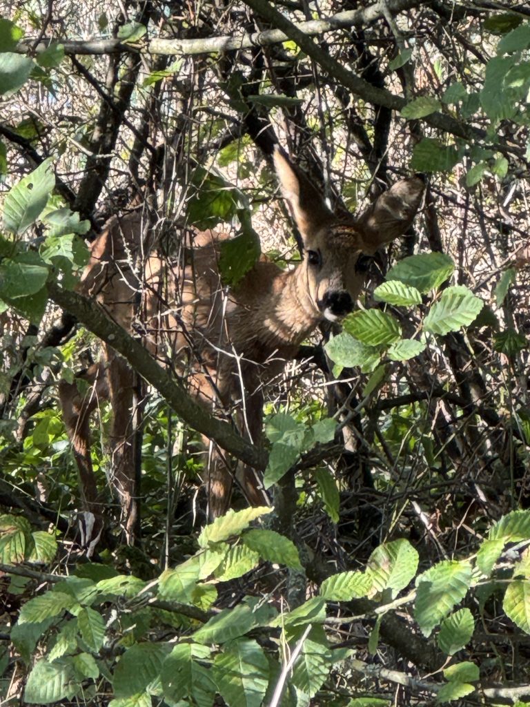 Der Herbst ist da – und mit ihm das Erntedankfest